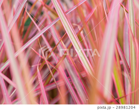 Blur of Rainbow Tree 28981204