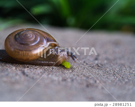 Snail Feeding Snail Feeding 28981251