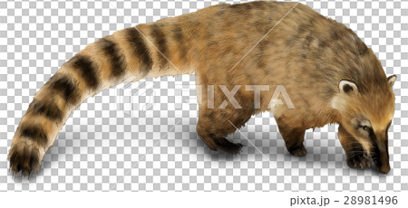 Animal Illustration Real Stock Illustration