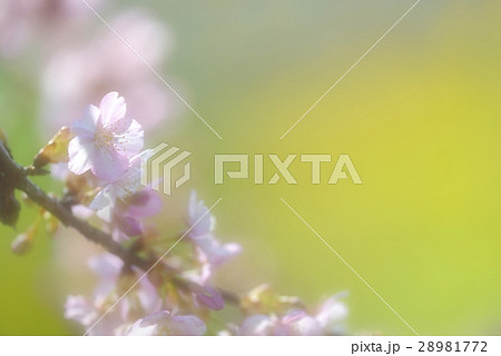 菜の花と淀の河津桜 28981772