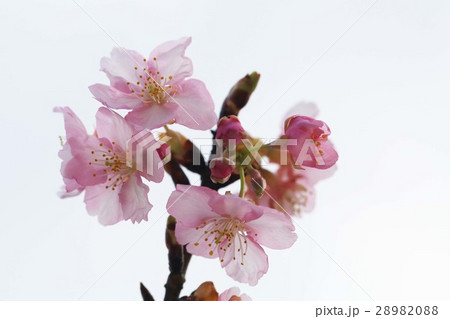 河津桜621 28982088