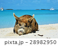 エグズーマ諸島のぶた 28982950