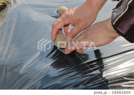 ジヤガイモの植え付け 28983600