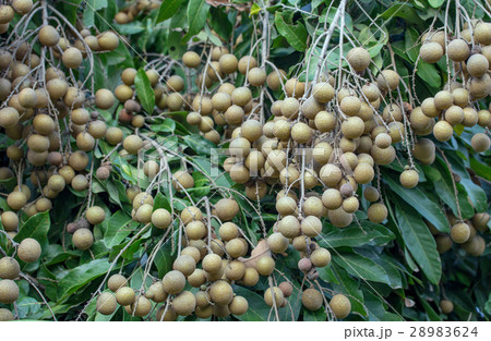 Longan orchards - Tropical fruits young longan Longan orchards - Tropical fruits young longan 28983624