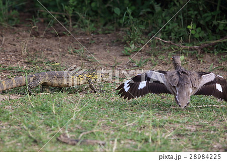 ナイルオオトカゲとミズベイシチドリ ナイルオオトカゲとミズベイシチドリ 28984225