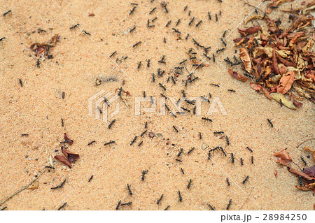 サスライアリ グンタイアリ の写真素材