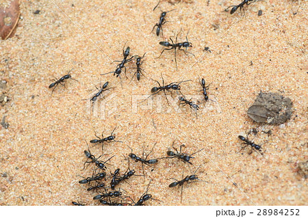 サスライアリ グンタイアリ の写真素材