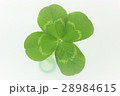 四葉のクローバー 28984615