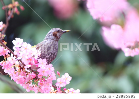 ヒヨドリと河津桜 ヒヨドリと河津桜 28985895