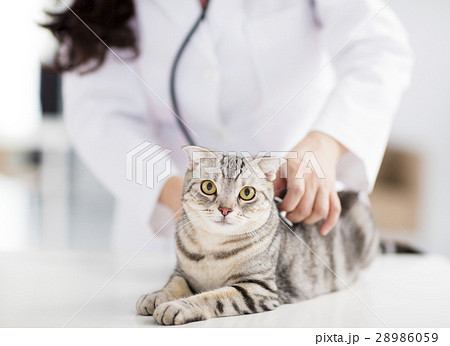 female veterinarian medical doctor with cat 28986059