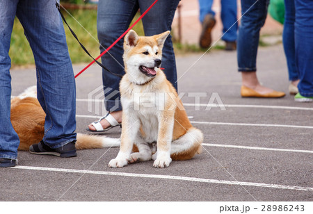 Akita dog on dog show sits 28986243