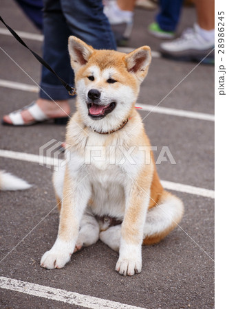 Akita dog sitting with mouth open 28986245