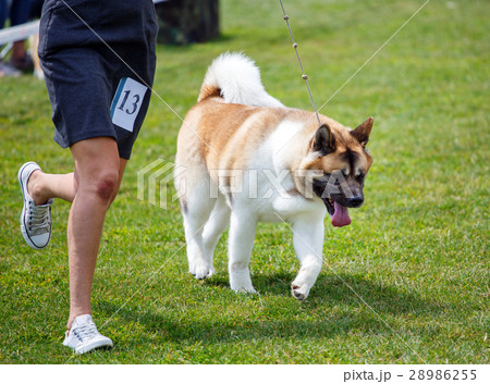 White alabai dog 28986255