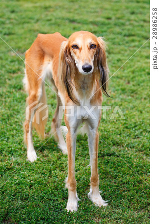Saluki dog in the spring garden 28986258
