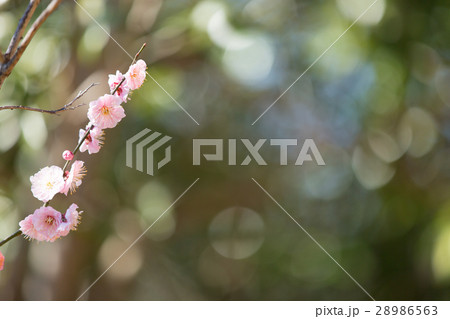 梅　見驚 28986563