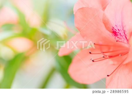 ケラマツツジ ケラマツツジ 28986595