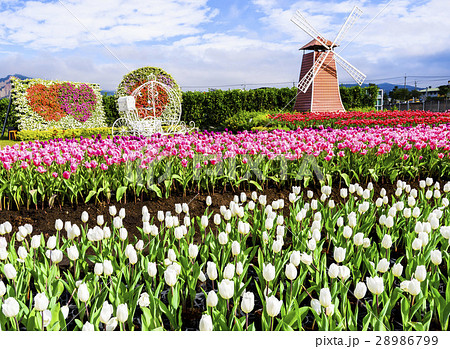 庭 庭園 ガーデン 28986799