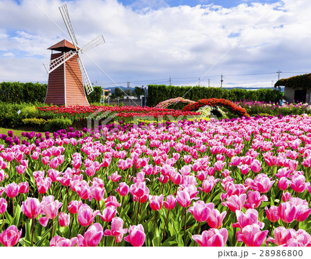 庭 庭園 ガーデン 28986800