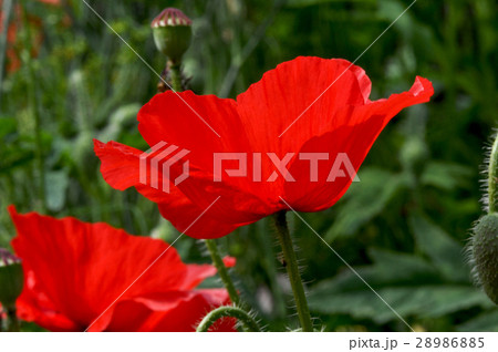 Poppy Flower (Papaver oideae) 28986885
