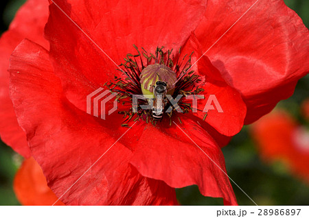 Poppy Flower (Papaver oideae) Poppy Flower (Papaver oideae) 28986897