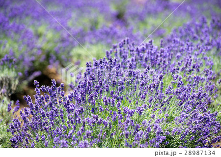 ラベンダー畑 28987134