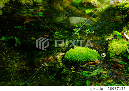 大雪旭岳源水 28987135