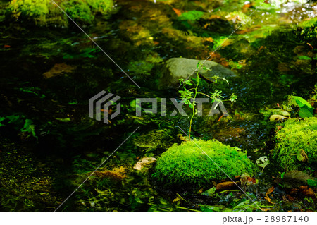 大雪旭岳源水 28987140