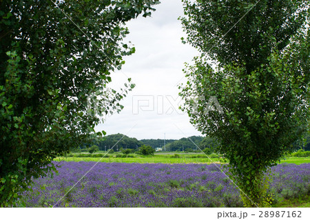 ラベンダー畑 28987162