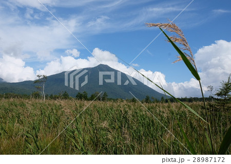 戦場ヶ原からの男体山 戦場ヶ原からの男体山 28987172