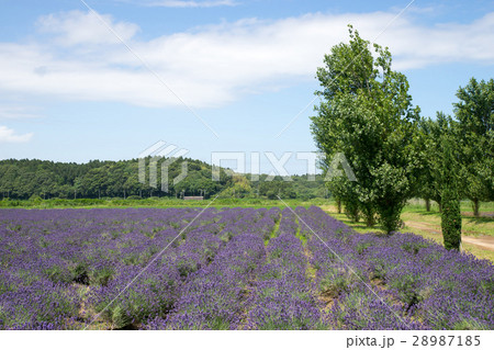 ラベンダー畑 ラベンダー畑 28987185