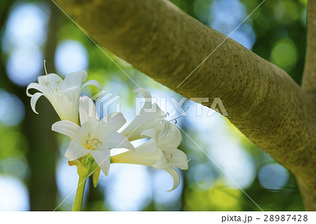アマリリス・ベラドンナ 28987428