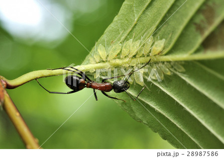 蟻とアブラムシの写真素材