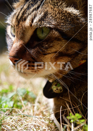 キジトラ猫 28987687