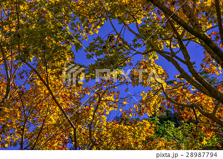 景色 風景 植物 28987794