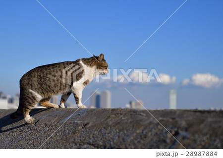 船橋海浜霊園公園の猫 船橋海浜霊園公園の猫 28987884