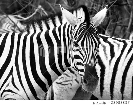 Prifile close-up shot of wild zebra in black and 28988337