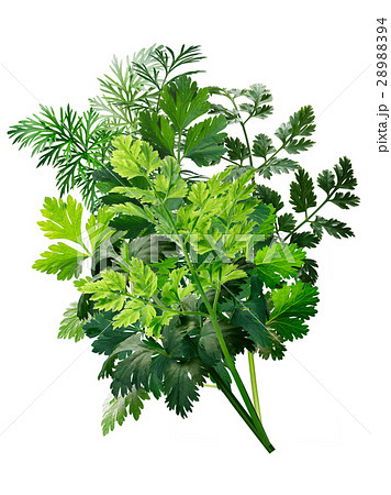 Herbs bouquet combination, paths 28988394