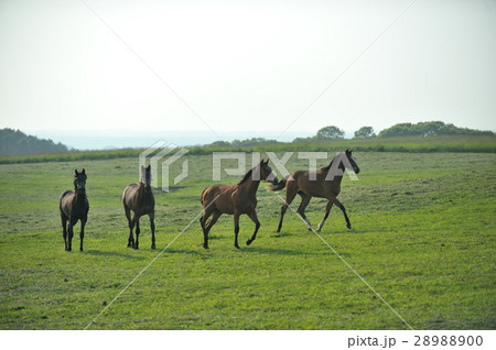 サラブレッド サラブレッド 28988900