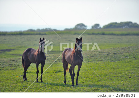 サラブレッド 28988901