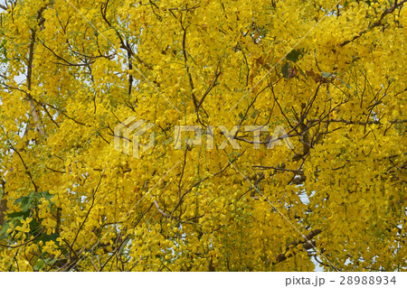 Purging Cassia national flower of Thailand Purging Cassia national flower of Thailand 28988934