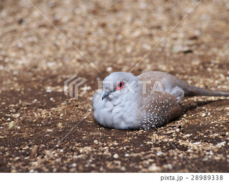 休息中のウスユキバト(薄雪鳩) 休息中のウスユキバト(薄雪鳩) 28989338