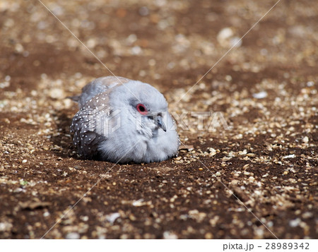 休息中のウスユキバト(薄雪鳩） 28989342