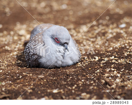 休息中のウスユキバト(薄雪鳩） 28989343