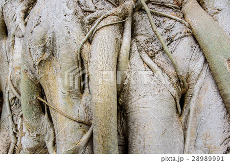 Root wood background texture. 28989991