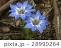 リンドウ 28990264