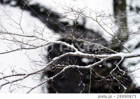 雪の樹木公園 28990875