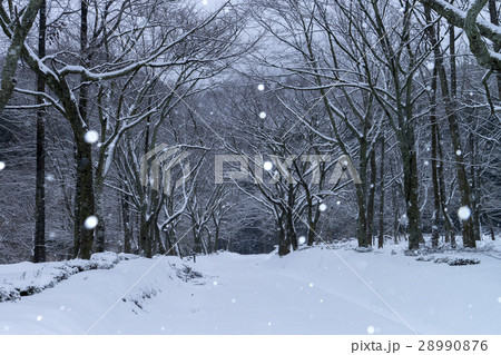 雪の樹木公園 28990876