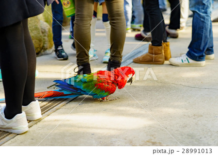 足元を歩くコンゴウインコ　神戸どうぶつ王国 28991013
