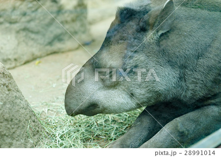 バク　神戸どうぶつ王国 28991014