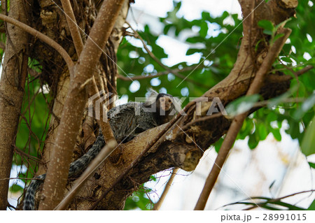 コモンマーモセット 神戸どうぶつ王国 コモンマーモセット 神戸どうぶつ王国 28991015